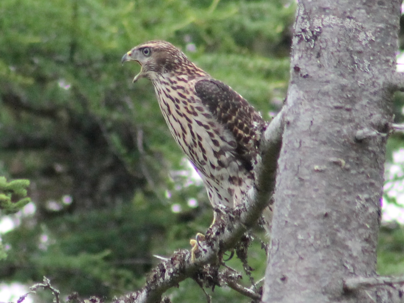 Animal Image