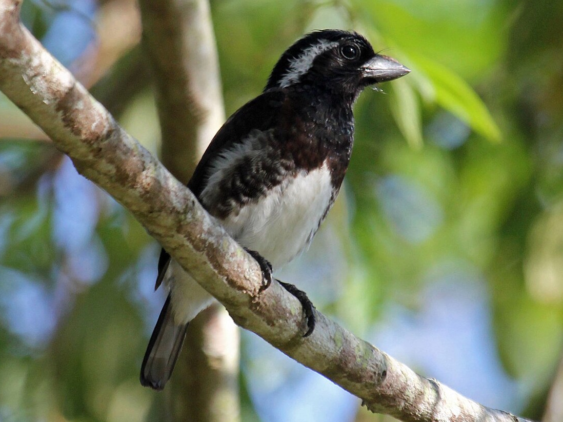 Animal Image