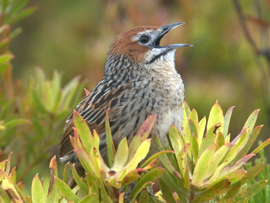 Animal Image