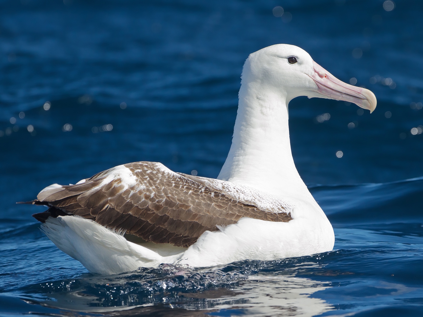 Animal Image