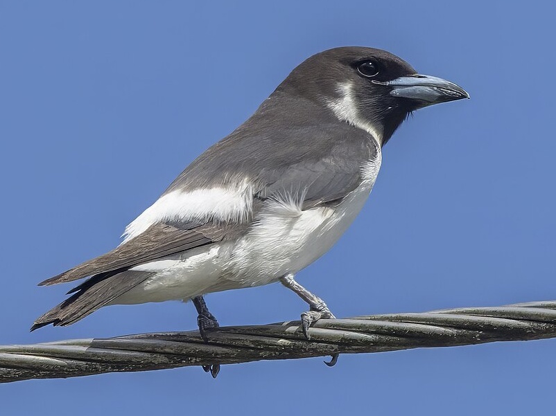 Animal Image
