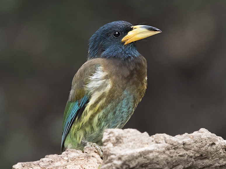 Animal Image