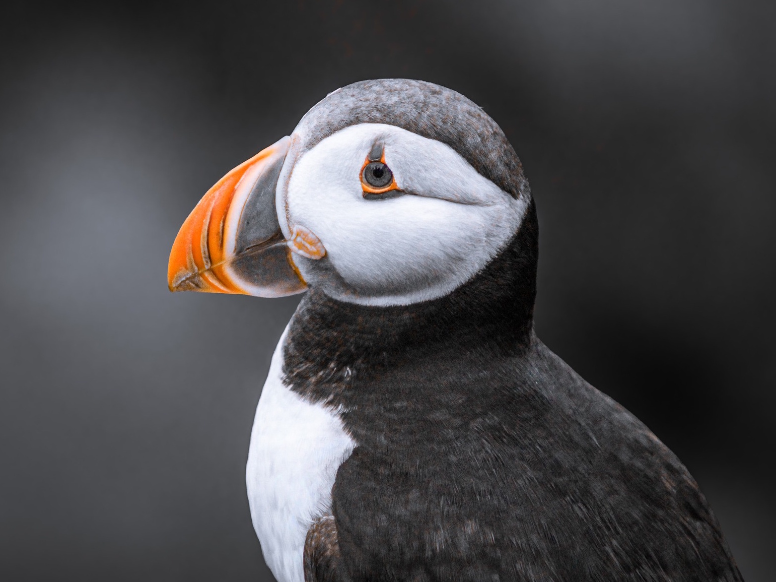 Animal Image