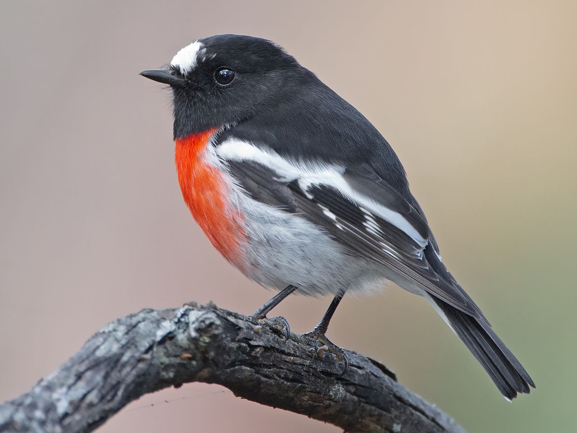 Animal Image