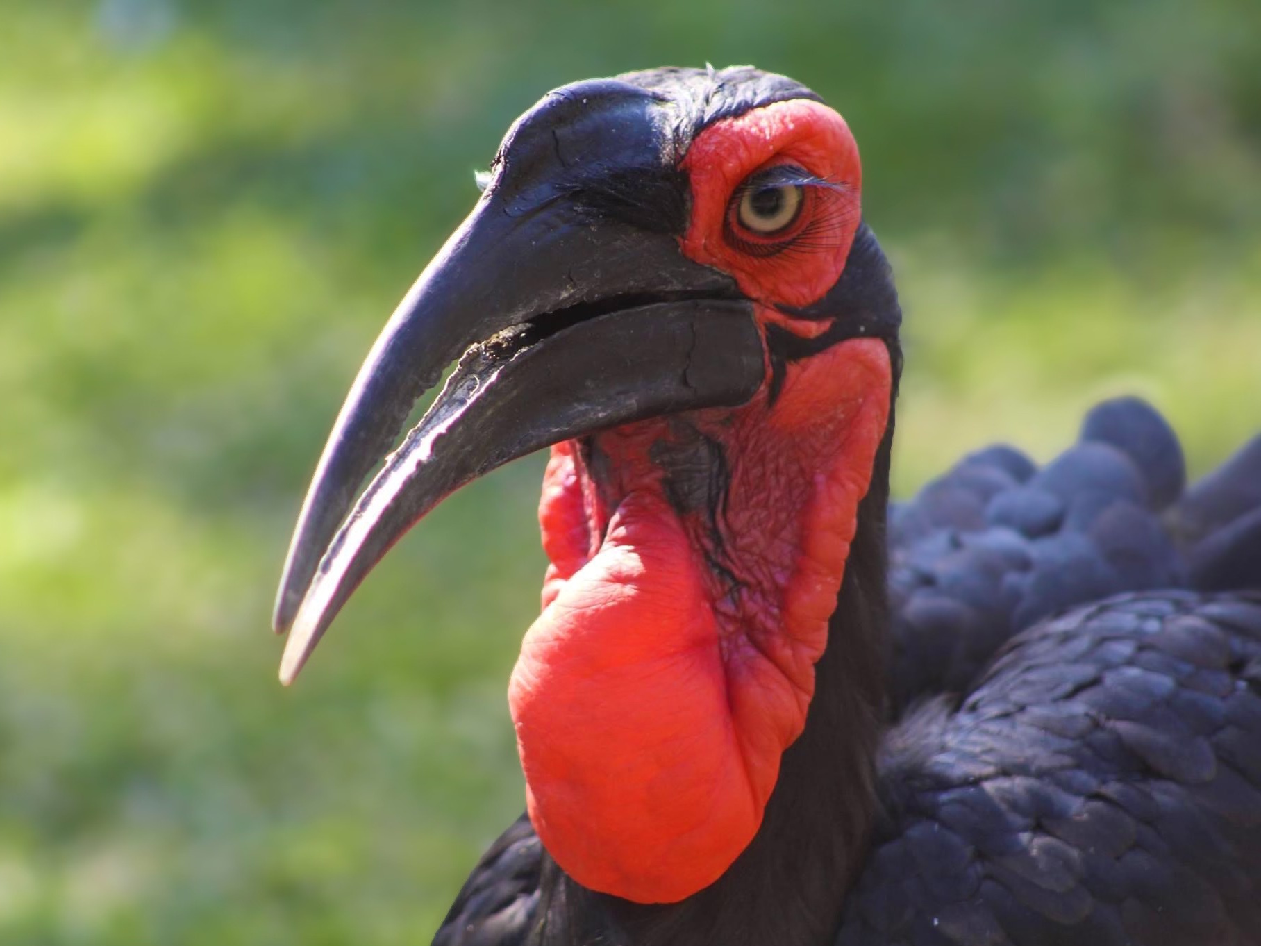 Animal Image